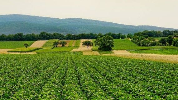 campo productivo gracias a nuestra topografía